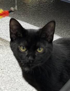 Armani -  Domestic Short Hair Cat for Adoption in Pottsville, Pennsylvania - Armani | PetCurious