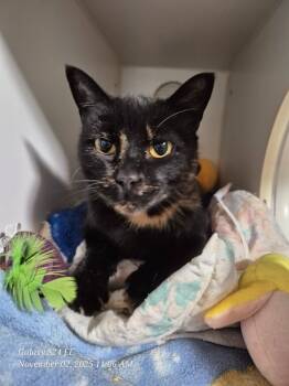 Rescue American Shorthair Cats for Adoption in Thompson Falls, Montana - Maggie | PetCurious