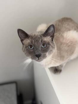 Siamese Cats Available for Adoption in Liverpool, Texas - Sigh | PetCurious