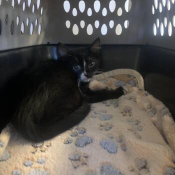 Odysseus -  Domestic Short Hair Cat for Adoption in West Palm Beach, Florida - Odysseus | PetCurious