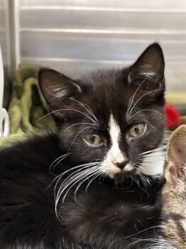 SQUISH -  Domestic Short Hair Cat for Adoption in Fort Lauderdale, Florida - SQUISH | PetCurious