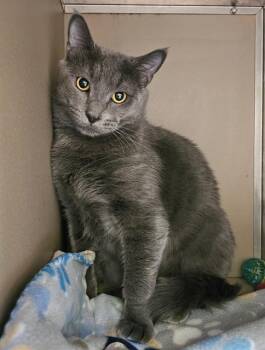 Domestic Short Hair Cats Available for Adoption in Clyde, North Carolina - NERO | PetCurious