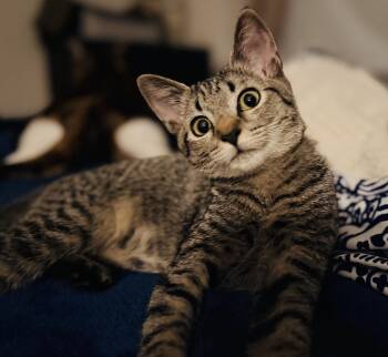 Pandora -  Tabby Cat for Adoption in Oakley, California - Pandora | PetCurious