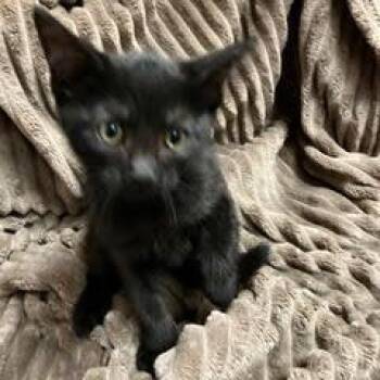 Pikachu -  Domestic Short Hair Cat for Adoption in Green Valley, Arizona - Pikachu | PetCurious
