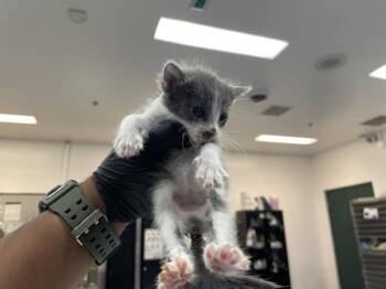 A1932635 -  Domestic Short Hair Cat for Adoption in Thousand Palms, California - A1932635 | PetCurious