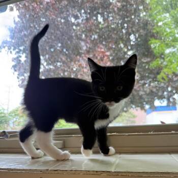 Domestic Short Hair Cats Available for Adoption in Naperville, Illinois - Latte | PetCurious
