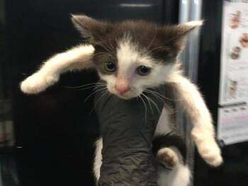 SKY -  Domestic Short Hair Cat for Adoption in Thousand Palms, California - SKY | PetCurious