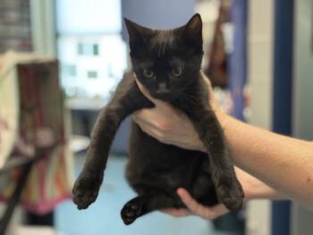 FALL -  Domestic Short Hair Cat for Adoption in Pensacola, Florida - FALL | PetCurious
