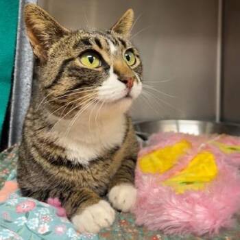 Domestic Short Hair Cats Available for Adoption in Bellingham, Washington - Masha | PetCurious