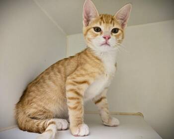 MALBEC -  Domestic Short Hair Cat for Adoption in Texas City, Texas - MALBEC | PetCurious