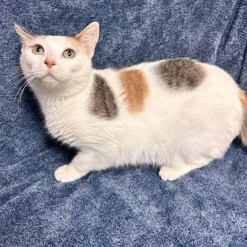 Loretta -  Domestic Short Hair Cat for Adoption in Waterloo, Iowa - Loretta | PetCurious