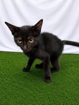 Argos -  Domestic Short Hair Cat for Adoption in Covington, Louisiana - Argos | PetCurious