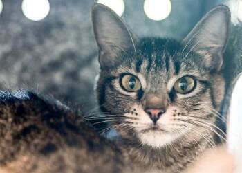 Domestic Short Hair Cats Available for Adoption in Colorado Springs, Colorado - SCRIMM | PetCurious