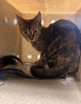 Rescue Domestic Short Hair Cats for Adoption in Virginia Beach, Virginia - 178429 Taja | PetCurious