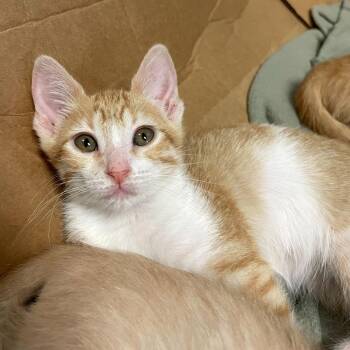 Domestic Short Hair Cats Available for Adoption in Carencro, Louisiana - Papeda | PetCurious