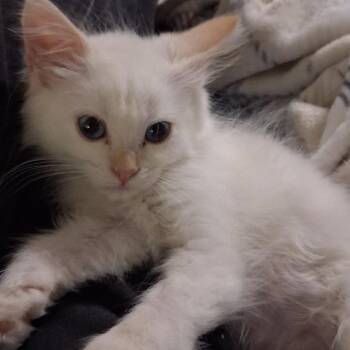 Maribelle -  Domestic Long Hair Cat for Adoption in Hemet, California - Maribelle | PetCurious