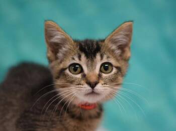 Canyon -  Domestic Short Hair Cat for Adoption in Portland, Oregon - Canyon | PetCurious