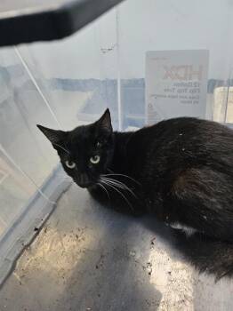 A137297 -  Domestic Short Hair Cat for Adoption in Palmetto, Florida - A137297 | PetCurious