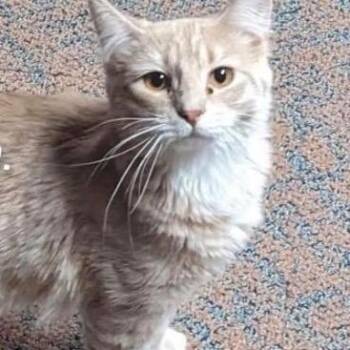 Samantha April -  Domestic Medium Hair Cat for Adoption in Mokena, Illinois - Samantha April | PetCurious