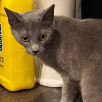 Domestic Short Hair and Russian Blue Cats Available for Adoption in La Grange, Kentucky - Cloud | PetCurious