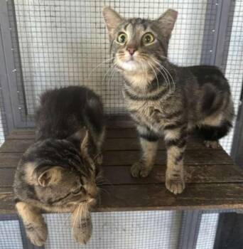 Rescue Domestic Short Hair Cats for Adoption in Duette, Florida - Tom And Jerry | PetCurious