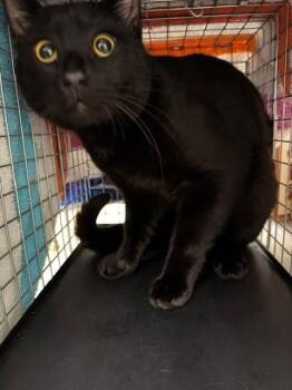 Domestic Short Hair Cats Available for Adoption in Fort Myers, Florida - WALLY | PetCurious