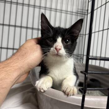 Rescue Tuxedo Cats for Adoption in Columbia, South Carolina - Tissue | PetCurious