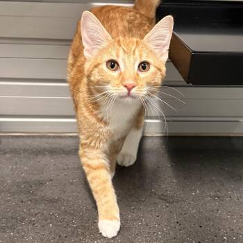 Calypso -  Domestic Short Hair Cat for Adoption in Hailey, Idaho - Calypso | PetCurious