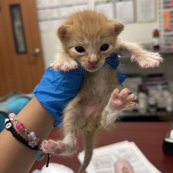Wesley W2 -  Domestic Short Hair Cat for Adoption in Edinburg, Texas - Wesley W2 | PetCurious