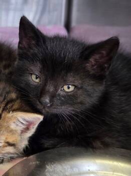 Pollen -  Domestic Short Hair Cat Available for Adoption in Grosse Pointe Farms, Michigan - Pollen | PetCurious