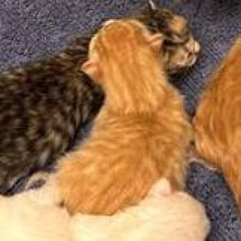 Milo -  Domestic Short Hair Cat for Adoption in Tempe, Arizona - Milo | PetCurious