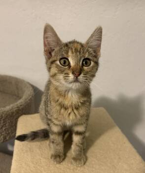 Emily -  Domestic Short Hair Cat for Adoption in Rochester, Indiana - Emily | PetCurious