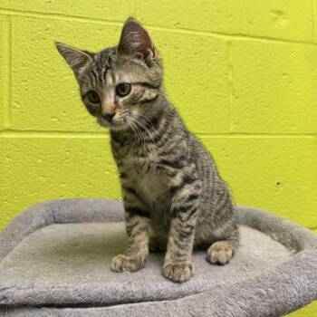 Finn -  Domestic Short Hair Cat for Adoption in Waynesburg, Pennsylvania - Finn | PetCurious