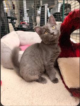 Tornado (green collar) -  Domestic Short Hair Cat for Adoption in Mission Viejo, California - Tornado (green Collar) | PetCurious
