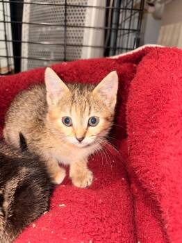 J2 Callie -  Domestic Short Hair Cat for Adoption in Ashland, Wisconsin - J2 Callie | PetCurious