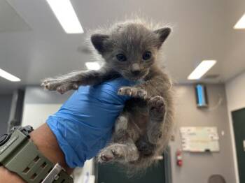 Domestic Short Hair Cats Available for Adoption in Thousand Palms, California - A1911892 | PetCurious