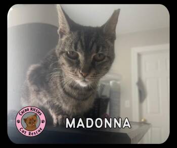 Madonna -  Domestic Short Hair Cat for Adoption in Hershey, Pennsylvania - Madonna | PetCurious