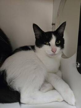 Olive -  Domestic Short Hair Cat for Adoption in Savannah, Georgia - Olive | PetCurious