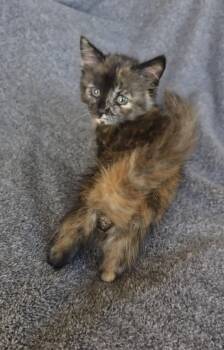 Chocolate Puff -  Tortoiseshell Cat for Adoption in San Jose, California - Chocolate Puff | PetCurious