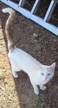 Pixel -  Turkish Van Cat for Adoption in Cut Bank, Montana - Pixel | PetCurious