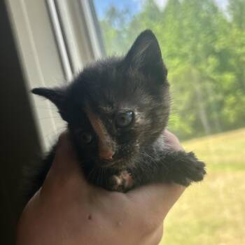 Domestic Short Hair Cats Available for Adoption in Montgomery, Alabama - Vallerie | PetCurious