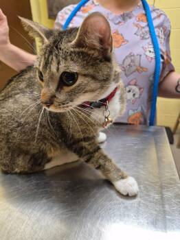 Domestic Short Hair Cats Available for Adoption in Crossville, Tennessee - MINI | PetCurious