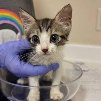 Abigail Stardew -  Domestic Short Hair Cat for Adoption in Kanab, Utah - Abigail Stardew | PetCurious