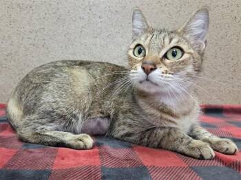 Domestic Short Hair Cats Available for Adoption in Sacramento, California - LAINEY | PetCurious