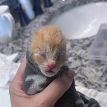 Domestic Short Hair Cats Available for Adoption in Springtown, Texas - Frito | PetCurious