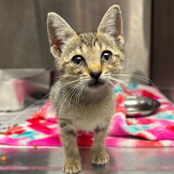 Spam Musubi -  Domestic Short Hair Cat for Adoption in Austin, Texas - Spam Musubi | PetCurious