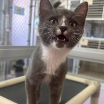 Minette -  Domestic Short Hair Cat for Adoption in Marshalltown, Iowa - Minette | PetCurious
