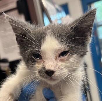 Stache -  Domestic Short Hair Cat for Adoption in Golden, Colorado - Stache | PetCurious