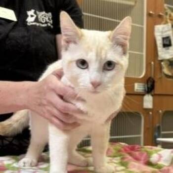 Firestar -  Siamese and Domestic Short Hair Cat for Adoption in Murray, Utah - Firestar | PetCurious