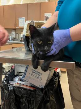 Rescue Domestic Short Hair Cats for Adoption in Bossier City, Louisiana - Pearl | PetCurious